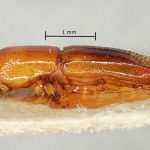 female | Image Author: AI Cognato | holotype Streptocranus penangensis Browne | holotype | Penang (region / admin. unit) | Collection: British Museum (Natural History)