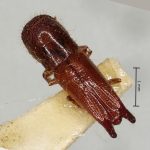 female | Image Author: AI Cognato | holotype Streptocranus longicauda Browne | holotype | Kepong | Collection: British Museum (Natural History)