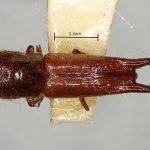 female | Image Author: AI Cognato | holotype Streptocranus longicauda Browne | holotype | Kepong | Collection: British Museum (Natural History)