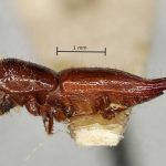 female | Image Author: AI Cognato | holotype Streptocranus longicauda Browne | holotype | Kepong | Collection: British Museum (Natural History)