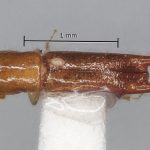 female | Image Author: AI Cognato | holotype Streptocranus longispinus Browne | holotype | Fak Fak | Collection: British Museum (Natural History)