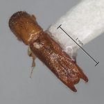 female | Image Author: AI Cognato | holotype Streptocranus longispinus Browne | holotype | Fak Fak | Collection: British Museum (Natural History)