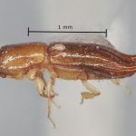 female | Image Author: AI Cognato | holotype Streptocranus longispinus Browne | holotype | Fak Fak | Collection: British Museum (Natural History)