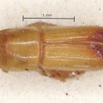 Image Author: AI Cognato | Gandajika de Francquen | Collection: British Museum (Natural History)