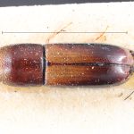 male | Image Author: TH Atkinson | lectotype Gnathotrichus consentaneus Blandford | lectotype | Totonicapán | Collection: British Museum (Natural History)