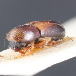 male | Image Author: TH Atkinson | lectotype Gnathotrichus consentaneus Blandford | lectotype | Totonicapán | Collection: British Museum (Natural History)