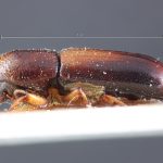 male | Image Author: TH Atkinson | lectotype Gnathotrichus consentaneus Blandford | lectotype | Totonicapán | Collection: British Museum (Natural History)