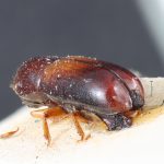 male | Image Author: TH Atkinson | lectotype Gnathotrichus consentaneus Blandford | lectotype | Totonicapán | Collection: British Museum (Natural History)
