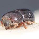 female | Image Author: TH Atkinson | holotype Brachyspartus ebeninus Blandford 1904 | holotype | Volcán de Chiriqui | Collection: British Museum (Natural History)
