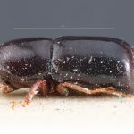 female | Image Author: TH Atkinson | holotype Brachyspartus ebeninus Blandford 1904 | holotype | Volcán de Chiriqui | Collection: British Museum (Natural History)