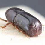 female | Image Author: TH Atkinson | holotype Brachyspartus ebeninus Blandford 1904 | holotype | Volcán de Chiriqui | Collection: British Museum (Natural History)