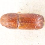 male | Image Author: TH Atkinson | holotype Pityophthorus poricollis  Blandford | holotype | Cerro Zunil | Collection: British Museum (Natural History)