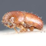 male | Image Author: TH Atkinson | holotype Pityophthorus poricollis  Blandford | holotype | Cerro Zunil | Collection: British Museum (Natural History)