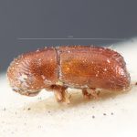 male | Image Author: TH Atkinson | holotype Pityophthorus poricollis  Blandford | holotype | Cerro Zunil | Collection: British Museum (Natural History)