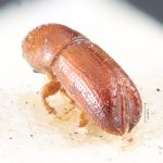 male | Image Author: TH Atkinson | holotype Pityophthorus poricollis  Blandford | holotype | Cerro Zunil | Collection: British Museum (Natural History)