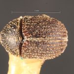 male | Image Author: TH Atkinson | Florida State Collection of Arthropods, Gainesville, Florida | lectotype Pseudochramesus abbreviatus Schedl | lectotype | Nova Teutonia | Collection: Naturhistorisches Museum Wien