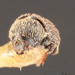 male | Image Author: TH Atkinson | Florida State Collection of Arthropods, Gainesville, Florida | lectotype Pseudochramesus abbreviatus Schedl | lectotype | Nova Teutonia | Collection: Naturhistorisches Museum Wien