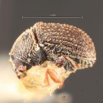 male | Image Author: TH Atkinson | Florida State Collection of Arthropods, Gainesville, Florida | lectotype Pseudochramesus abbreviatus Schedl | lectotype | Nova Teutonia | Collection: Naturhistorisches Museum Wien