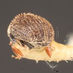 male | Image Author: TH Atkinson | Florida State Collection of Arthropods, Gainesville, Florida | lectotype Pseudochramesus abbreviatus Schedl | lectotype | Nova Teutonia | Collection: Naturhistorisches Museum Wien