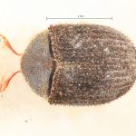 male | Image Author: TH Atkinson | Florida State Collection of Arthropods, Gainesville, Florida | syntype Pseudochramesus opacus  Schedl | syntype | Rio Caraguata | Collection: Naturhistorisches Museum Wien