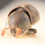 male | Image Author: TH Atkinson | Florida State Collection of Arthropods, Gainesville, Florida | syntype Pseudochramesus opacus  Schedl | syntype | Rio Caraguata | Collection: Naturhistorisches Museum Wien
