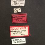male | Image Author: TH Atkinson | Florida State Collection of Arthropods, Gainesville, Florida | syntype Pseudochramesus opacus  Schedl | syntype | Rio Caraguata | Collection: Naturhistorisches Museum Wien