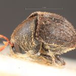 male | Image Author: TH Atkinson | Florida State Collection of Arthropods, Gainesville, Florida | syntype Pseudochramesus opacus  Schedl | syntype | Rio Caraguata | Collection: Naturhistorisches Museum Wien