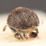 male | Image Author: TH Atkinson | Florida State Collection of Arthropods, Gainesville, Florida | syntype Pseudochramesus opacus  Schedl | syntype | Rio Caraguata | Collection: Naturhistorisches Museum Wien