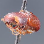 Image Author: TH Atkinson | holotype Pterocyclon vicinum Schedl | holotype | Santa Catarina (estado) | Collection: Naturhistorisches Museum Wien