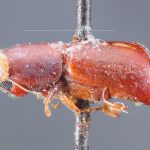 Image Author: TH Atkinson | holotype Pterocyclon vicinum Schedl | holotype | Santa Catarina (estado) | Collection: Naturhistorisches Museum Wien