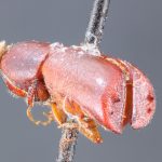 Image Author: TH Atkinson | holotype Pterocyclon vicinum Schedl | holotype | Santa Catarina (estado) | Collection: Naturhistorisches Museum Wien