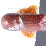 Image Author: TH Atkinson` | holotype Pterocyclon subpronum Schedl | holotype | Salesópolis | Collection: Naturhistorisches Museum Wien