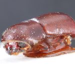 Image Author: TH Atkinson` | holotype Pterocyclon subpronum Schedl | holotype | Salesópolis | Collection: Naturhistorisches Museum Wien