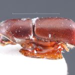 Image Author: TH Atkinson` | holotype Pterocyclon subpronum Schedl | holotype | Salesópolis | Collection: Naturhistorisches Museum Wien