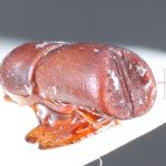Image Author: TH Atkinson` | holotype Pterocyclon subpronum Schedl | holotype | Salesópolis | Collection: Naturhistorisches Museum Wien