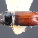 female | Image Author: TH Atkinson` | lectotype Pityophthorus blandulus Schedl | lectotype | Las Trojadas | Collection: Naturhistorisches Museum Wien