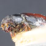 female | Image Author: TH Atkinson` | lectotype Pityophthorus blandulus Schedl | lectotype | Las Trojadas | Collection: Naturhistorisches Museum Wien