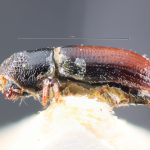 female | Image Author: TH Atkinson` | lectotype Pityophthorus blandulus Schedl | lectotype | Las Trojadas | Collection: Naturhistorisches Museum Wien