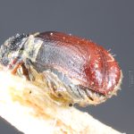 female | Image Author: TH Atkinson` | lectotype Pityophthorus blandulus Schedl | lectotype | Las Trojadas | Collection: Naturhistorisches Museum Wien