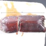 Image Author: TH Atkinson | holotype Pterocyclon subtruncatum Schedl | holotype | Colombia (country / region) | Collection: Naturhistorisches Museum Wien