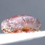Image Author: TH Atkinson | holotype Pterocyclon subtruncatum Schedl | holotype | Colombia (country / region) | Collection: Naturhistorisches Museum Wien