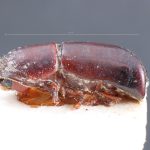 Image Author: TH Atkinson | holotype Pterocyclon subtruncatum Schedl | holotype | Colombia (country / region) | Collection: Naturhistorisches Museum Wien
