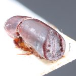 Image Author: TH Atkinson | holotype Pterocyclon subtruncatum Schedl | holotype | Colombia (country / region) | Collection: Naturhistorisches Museum Wien