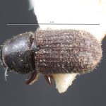 female | Image Author: TH Atkinson | holotype Xylechinosomus minimus  Schedl | holotype | Nova Teutonia | Collection: Naturhistorisches Museum Wien