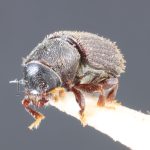 female | Image Author: TH Atkinson | holotype Xylechinosomus minimus  Schedl | holotype | Nova Teutonia | Collection: Naturhistorisches Museum Wien