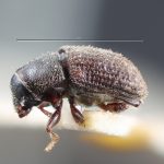 female | Image Author: TH Atkinson | holotype Xylechinosomus minimus  Schedl | holotype | Nova Teutonia | Collection: Naturhistorisches Museum Wien