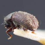 female | Image Author: TH Atkinson | holotype Xylechinosomus minimus  Schedl | holotype | Nova Teutonia | Collection: Naturhistorisches Museum Wien