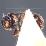 female | Image Author: TH Atkinson | holotype Xylechinosomus minimus  Schedl | holotype | Nova Teutonia | Collection: Naturhistorisches Museum Wien