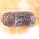male | Image Author: TH Atkinson | holotype Stephanopodius boliviae Schedl | holotype | Buena Vista | Collection: Naturhistorisches Museum Wien