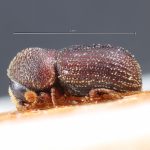 male | Image Author: TH Atkinson | holotype Stephanopodius boliviae Schedl | holotype | Buena Vista | Collection: Naturhistorisches Museum Wien